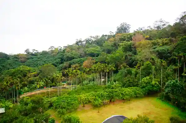 民宿山景果園區