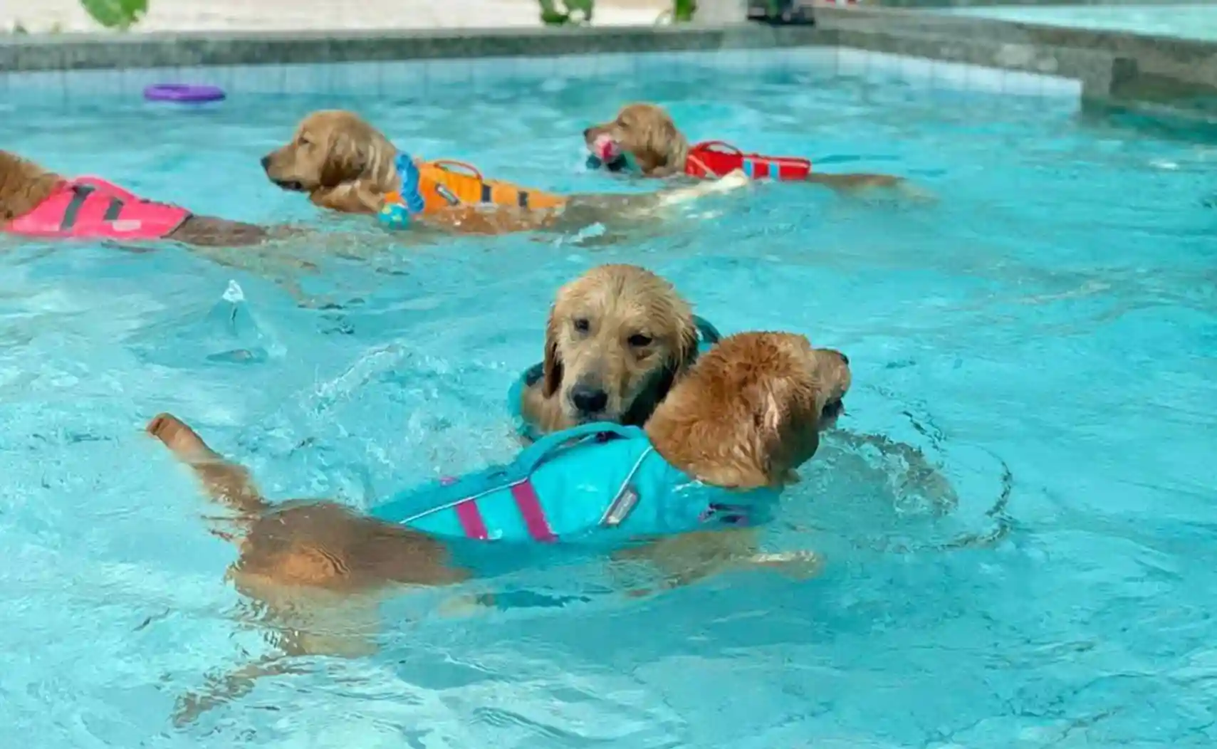 麥克尼毛小孩戲水區