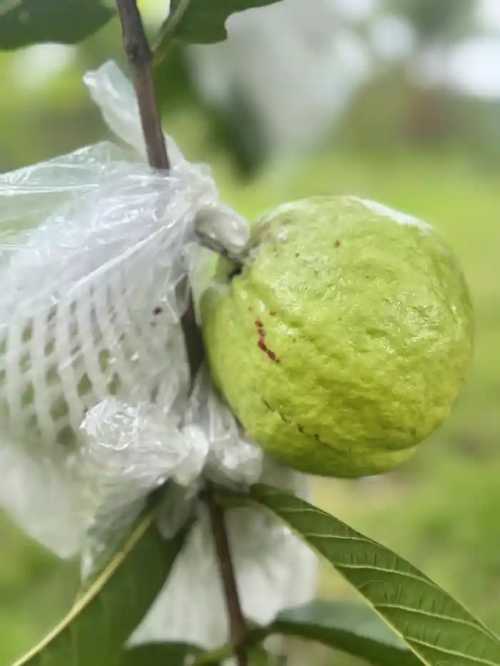 豐禾四季包棟平日9800優惠，還有採芭樂之旅(季節限定)