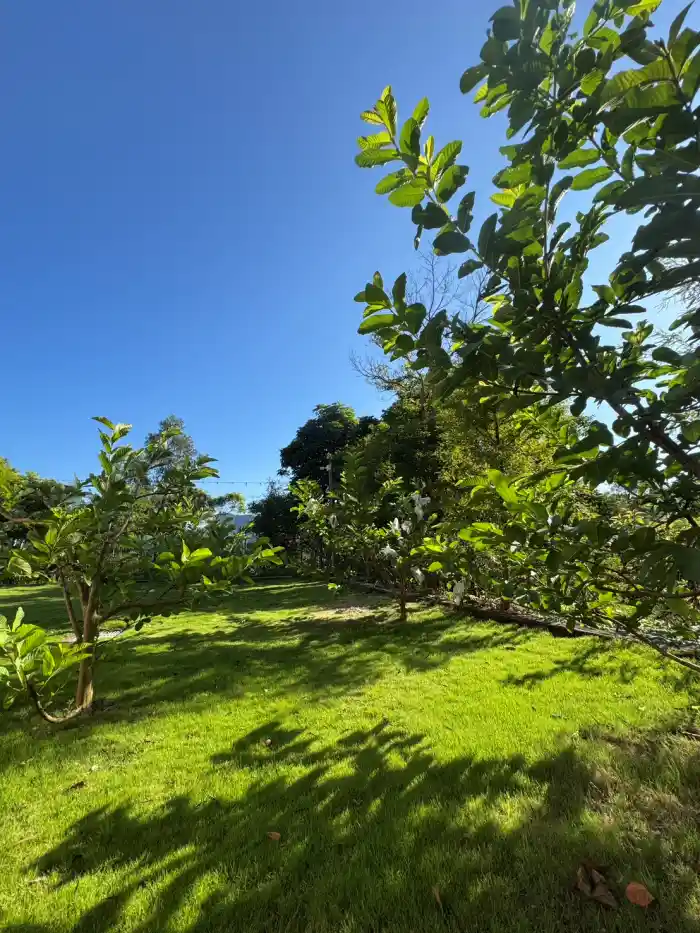 採芭樂之旅